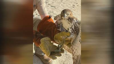 Rangers help hawk with fishing lure hooked to its foot at Lake Lanier