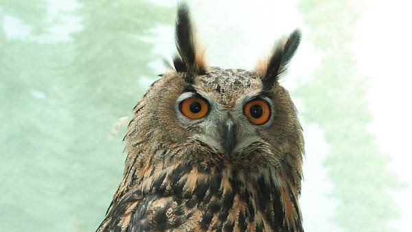 Flaco, the owl who escaped from New York Zoo, dies after crashing into a building