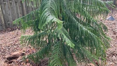 Q: I’ve a Norfolk Pine as a house plant for 20 years. It’s too big to stay inside. Plant it outside?