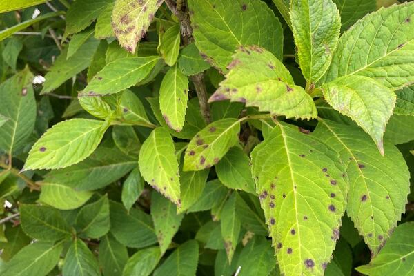 What to do if you see Cercospora leaf spot on your plants