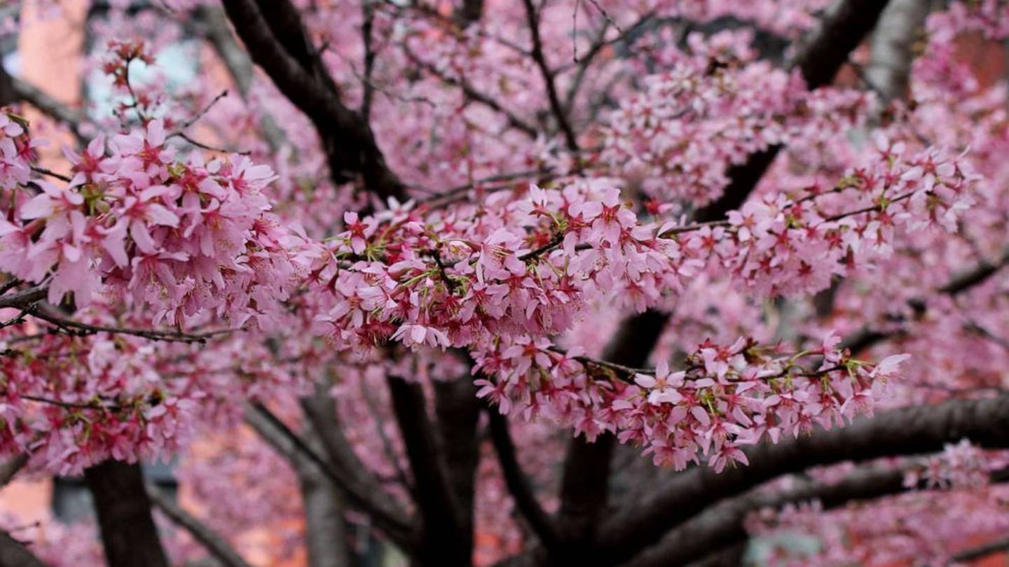 National Cherry Blossom Festival - March 20 - April 14, 2024