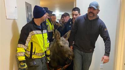 Alaska rescuers carry out baby moose trapped in basement’s home