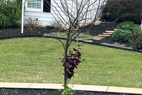 Q: My redbud tree got hit by the freeze, and now it’s growing like this. What should I do?