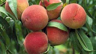 The unseasonably warm winter of 2022-23 damaged 80%+ of Georgia’s peach harvest