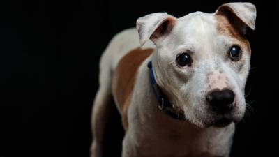 Metro Atlanta shelter seeks to make difference in ‘unadoptable’ dogs lives