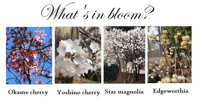Q: It seems that almost overnight, many trees have bloomed. What are the pink, fluffy ones?