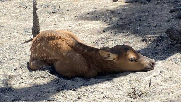 SEE: Firefighters save elk calf while battling New Mexico blaze
