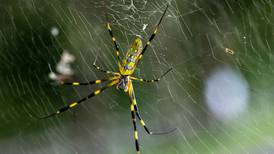 Joro spiders are back this fall in Georgia, across the East Coast