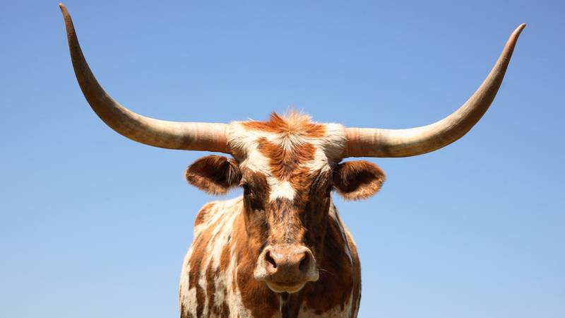 Longhorn