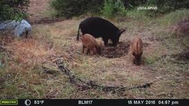 Feral pigs are going hogwild across Georgia, causing millions in damage every year