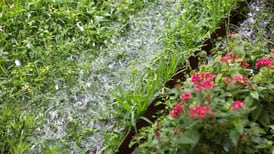 Lawn underwater? What to do after heavy downpours and flooding rains