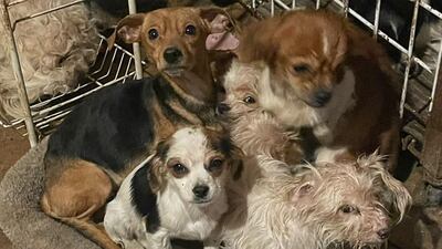 Known hoarder dies, leaving behind 50 dogs in poor conditions