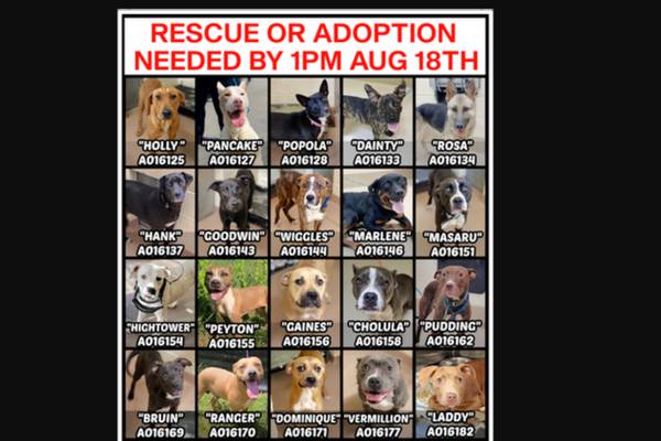 Dogs at overcrowded animal control need homes by 6 p.m. today or they will be euthanized
