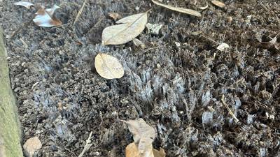 Q: This ice is raising the dirt and pebbles under this tree. What causes this?
