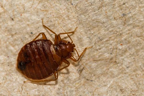 Middle school to remain open amid bed bug infestation