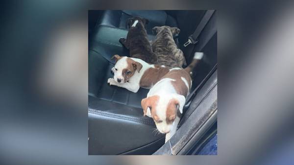 4 puppies discovered in west Georgia ditch