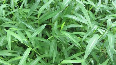 Q: Japanese stiltgrass is coming into my lawn from somewhere. Ideas for eradicating it?