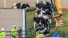 Scott Slade: Cows on the interstate