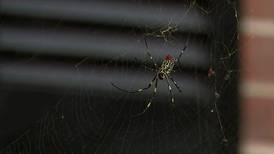 Invasive spider species building its nest across north Georgia