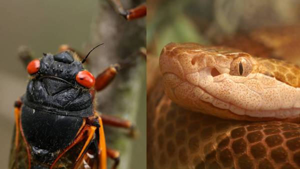 Freaky bugs and poisonous snakes: Why you may see more copperheads during ‘cicada-geddon’