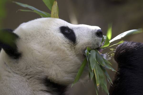 China plans to send San Diego Zoo more pandas this year, reigniting its panda diplomacy