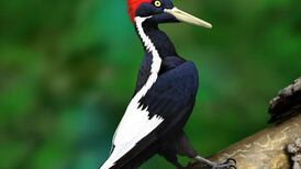 Not extinct after all? Ivory-billed woodpecker sightings mean it could be hiding out in Georgia