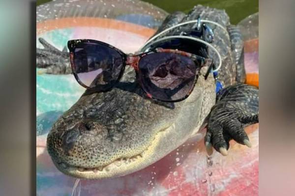Was Wally the emotional support alligator released into the wild? This is what DNR says
