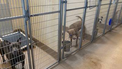 At least 480 dogs in metro Atlanta shelters in need of homes due to severe overcrowding