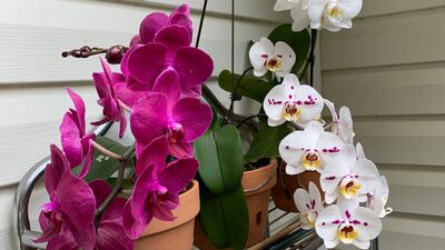 Don’t overthink orchids
