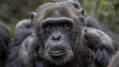 Great apes: What you need to know