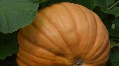 Tips for planting pumpkins