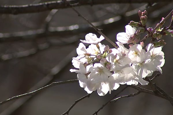 Allergy sufferers dealing with miserable pollen for week – is relief around the corner?