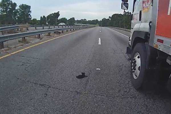 Police officer, truck driver rescue kitten from middle of Florida highway