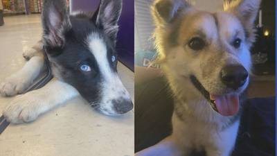 ‘They should have warned us:’ Family wants answers after parvo infection kills family dogs