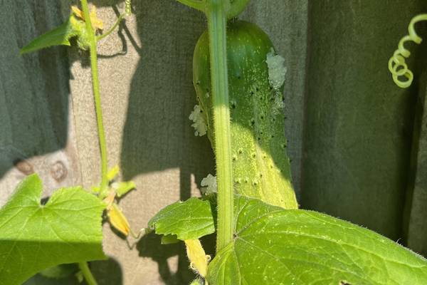 Q: What are these weird eggs on my cucumber this morning?