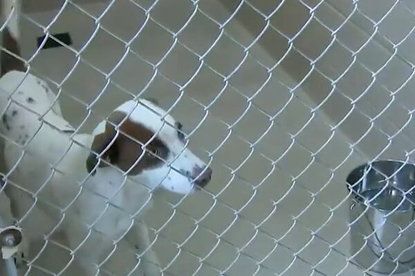 Dogs at overcrowded Clayton County shelter in dire need of new homes by Thursday