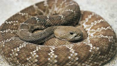 Amazon delivery worker bitten by rattlesnake while dropping off package