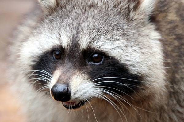 Raccoon tests positive for rabies, Forsyth County officials confirm
