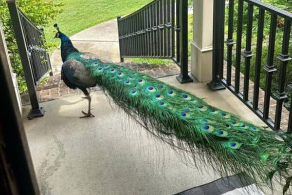 Earl ‘the elusive peacock’ keeps giving GA animal control officers the runaround
