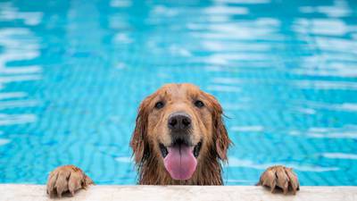 Cool dog doesn’t want to get out of pool