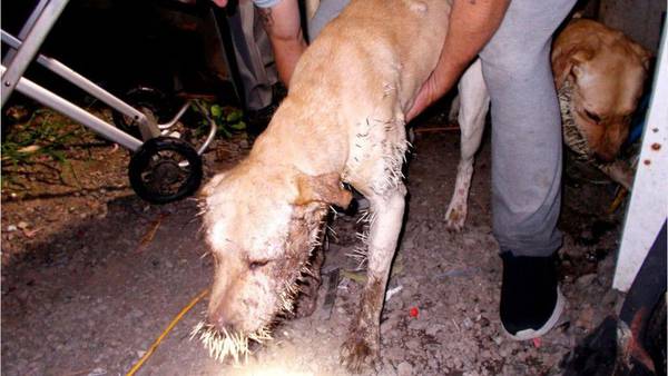 Couple arrested after emaciated dogs covered in porcupine quills found in home