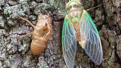 Q: Is it true that cicadas are coming? Do they eat anything I plant?