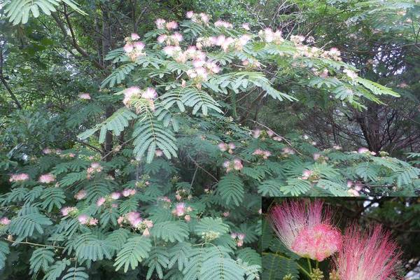 Mimosa Trees: What you need to know