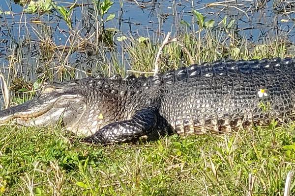 Florida state troopers corral 12-foot gator on Alligator Alley