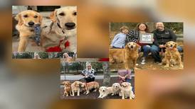 Atlanta-area dog rescue provides foster homes for dozens of Golden Retrievers