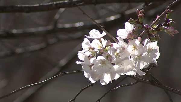 Atlanta’s pollen season isn’t done breaking records this spring