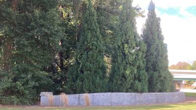 Q: I want to plant an evergreen tree in my back yard. What is the best choice?