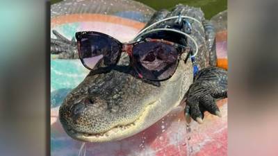 Where’s Wally? Man says his emotional support alligator is missing after trip to Georgia