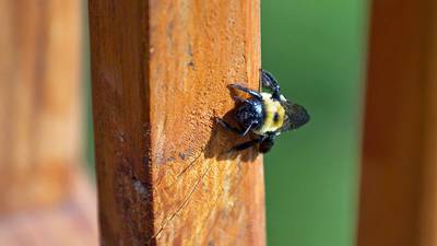 Q: Carpenter bees are already driving us crazy when we sit on our deck. What can we do?