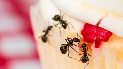 Ants, spiders, and roaches, oh my! How to fight back this summer